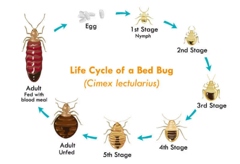 Bed Bug Exterminator Baltimore 1