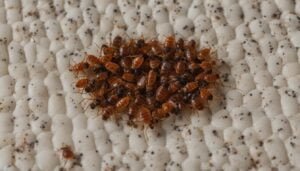 When to call exterminator for bed bugs?