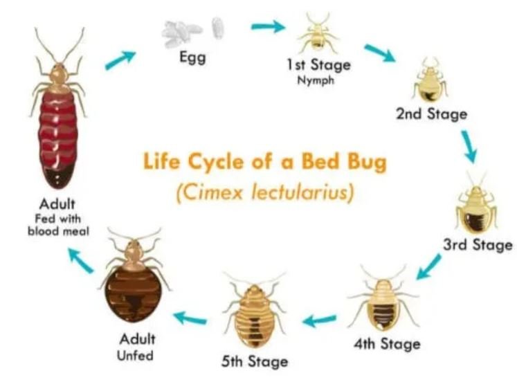 bed bug exterminator bellaire texas